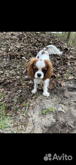 Кинг чарльз спаниель