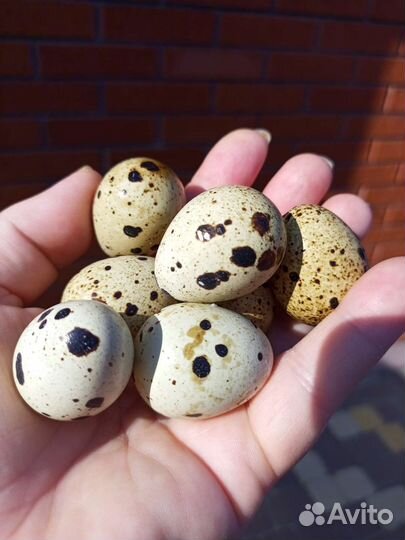 Яйца перепелиные