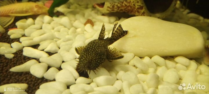 Анциструс самец