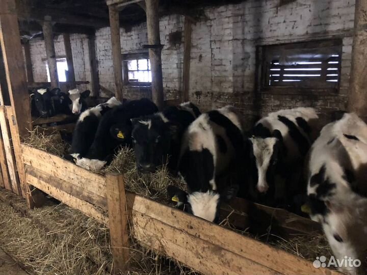 Крс, бычки, телки мясные