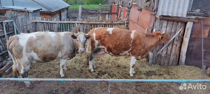 Корова дойная