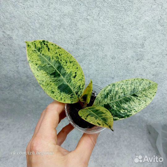 Фикусы 10 сортов