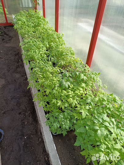 Рассада томатов для теплицы и открытого грунта