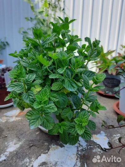 Мята домашняя, садовая