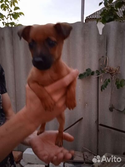 Щенок в добрые руки бесплатно маленькая порода