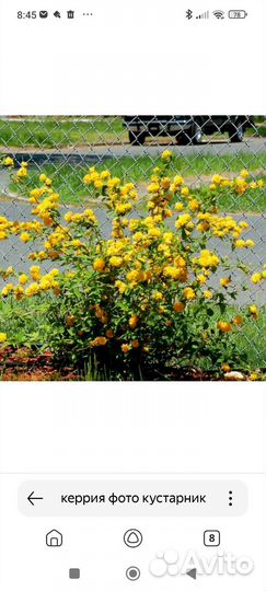 Керрия японская