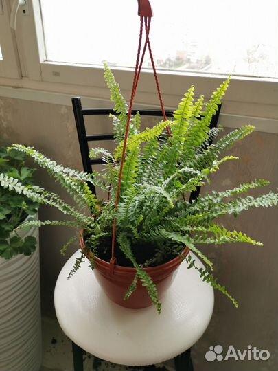 Папоротник нефролепис