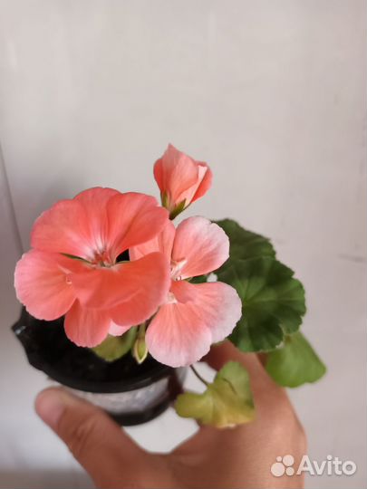 Пеларгония герань сортовая