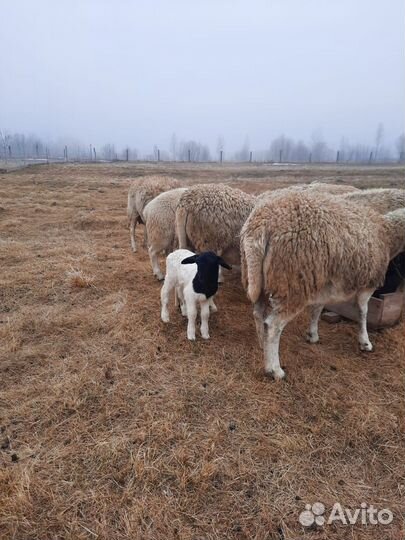Ягнята баранчики. Есть свободные