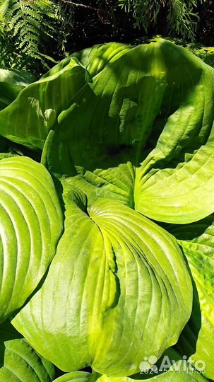 Саженцы Хост,Клопогон,Бадан,гейхера