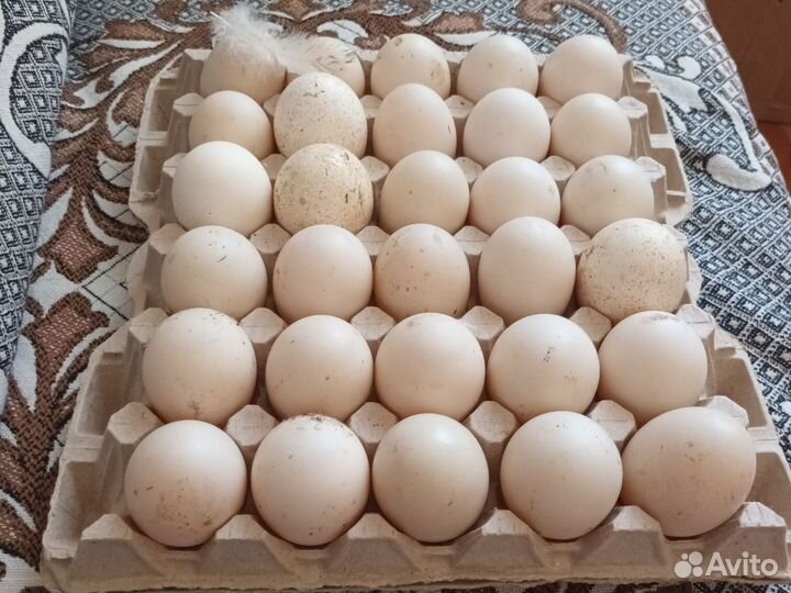 Яйца для инкубации