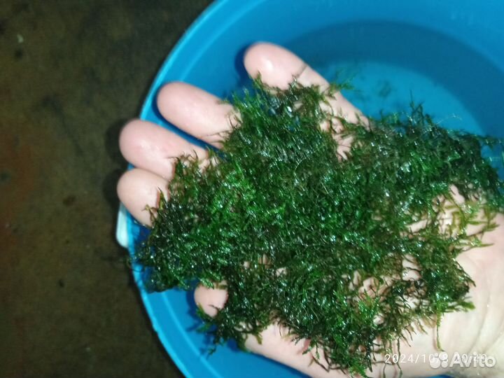 Мох рождественский (обмен)