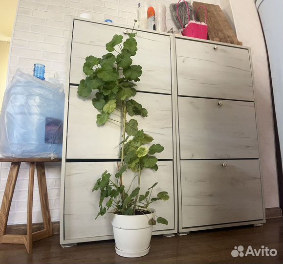 Герань пеларгония