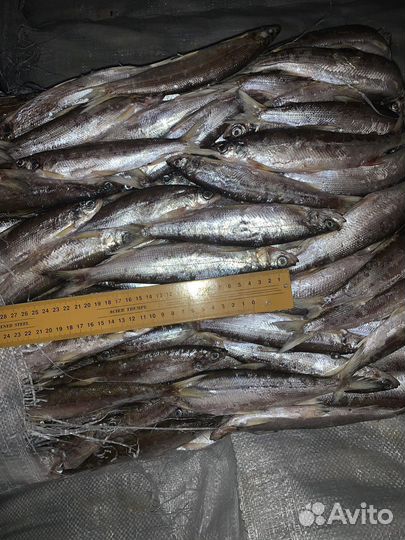 Рыба Ряпушка