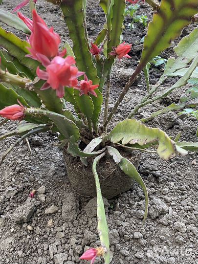 Цветок декабрист