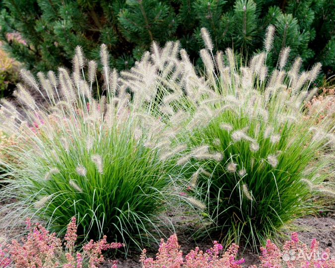 Кустик Пеннисетум лисохвостный сорт