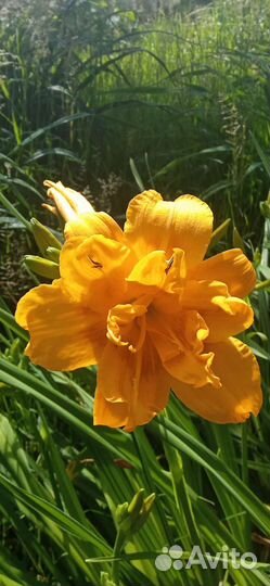 Лилейники сортовые