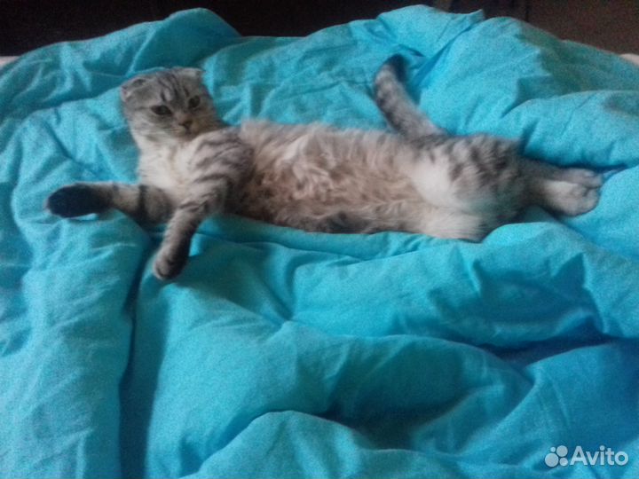 Передержка кошек