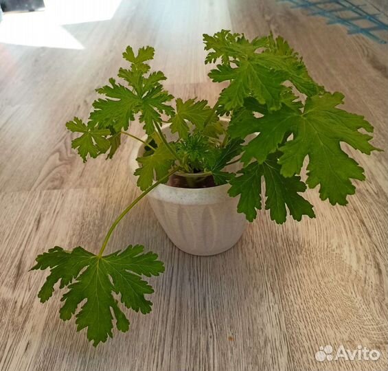 Герань душистая лечебная