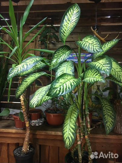 Диффенбахия пятнистая(Dieffenbachia seguine)