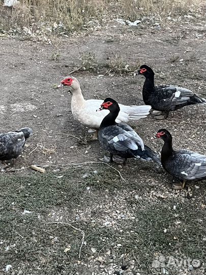 Мускусные утки на мясо