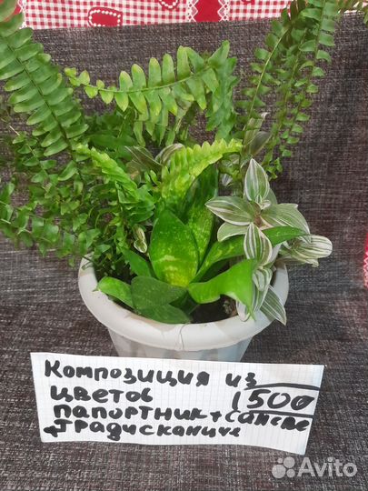 Комнатные растения цветы