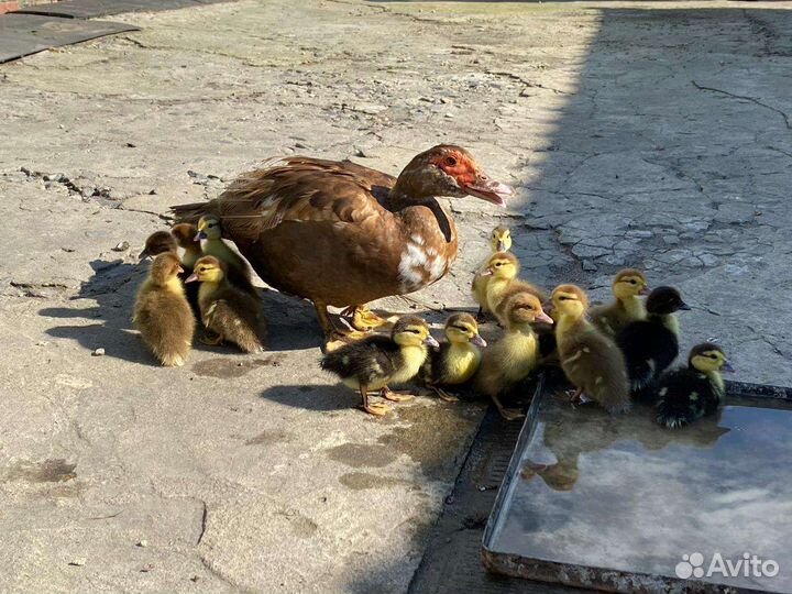 Индоутка мускусная утка