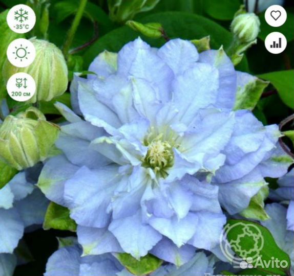 Клематис Даймонд Болл крупноцветковый