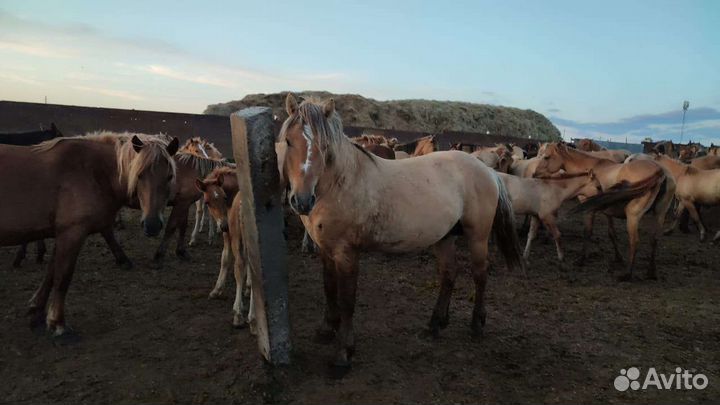 Продажа лошадей