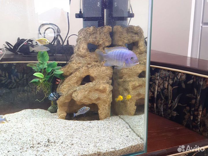 Аквариумная рыбка