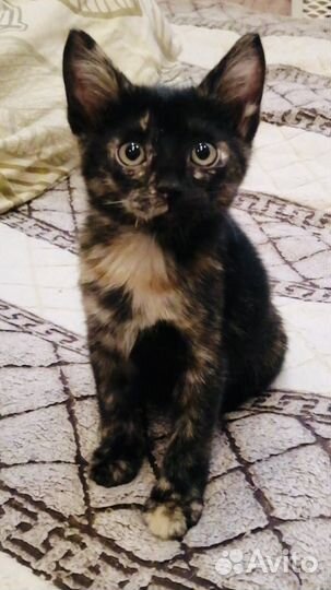 Котенок девочка черепашка