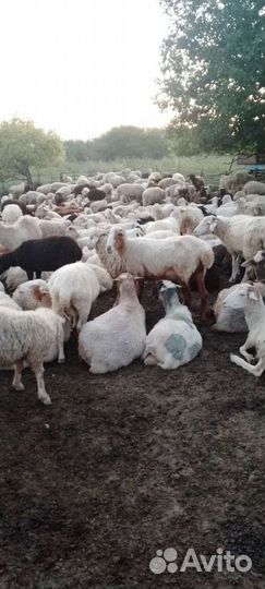 Овцы бараны