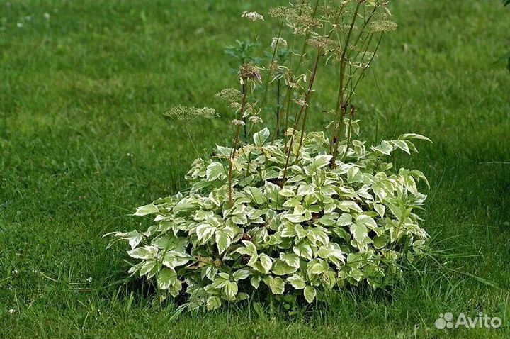 Вариегатная сныть