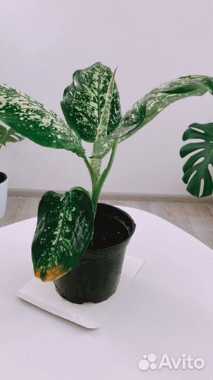 Диффенбахия