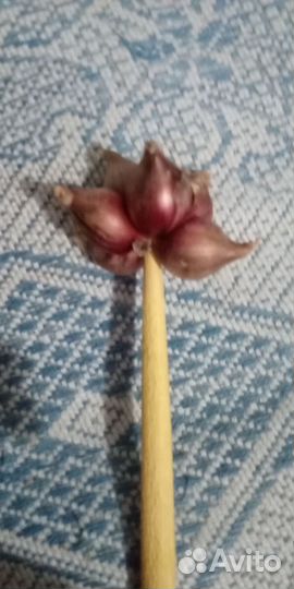 Лук трехъярусный многолетний, цена за стрелку 6-8л