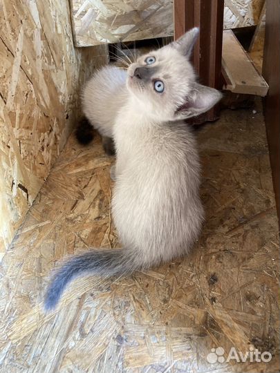 Тайские котята