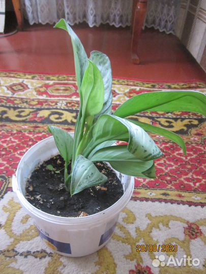 Комнатные цветы