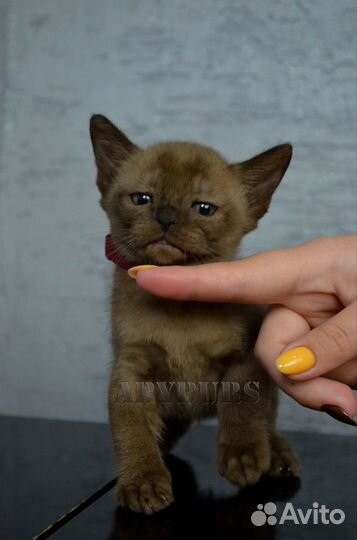 Бурманская кукла