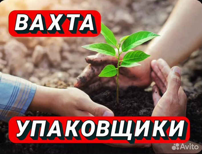 Вахта Упаковщики в теплицу без опыта Москва