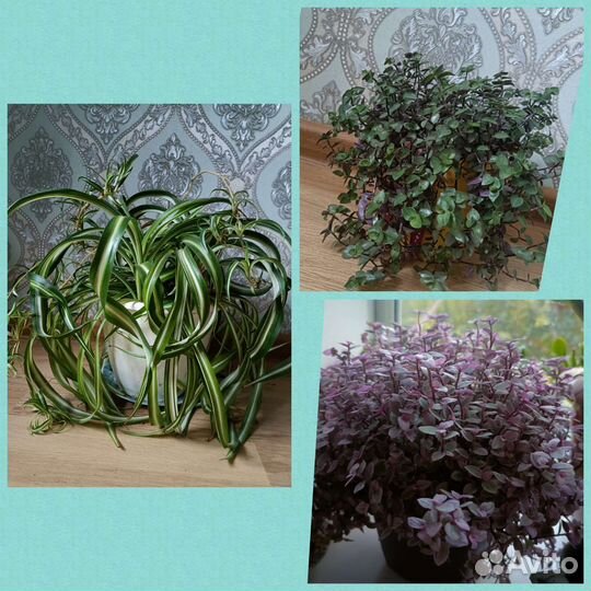 Хлорофитум кудрявый бонни/каллизии