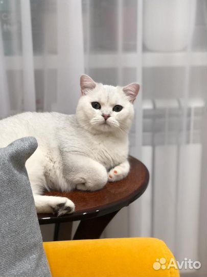 Продажа кота