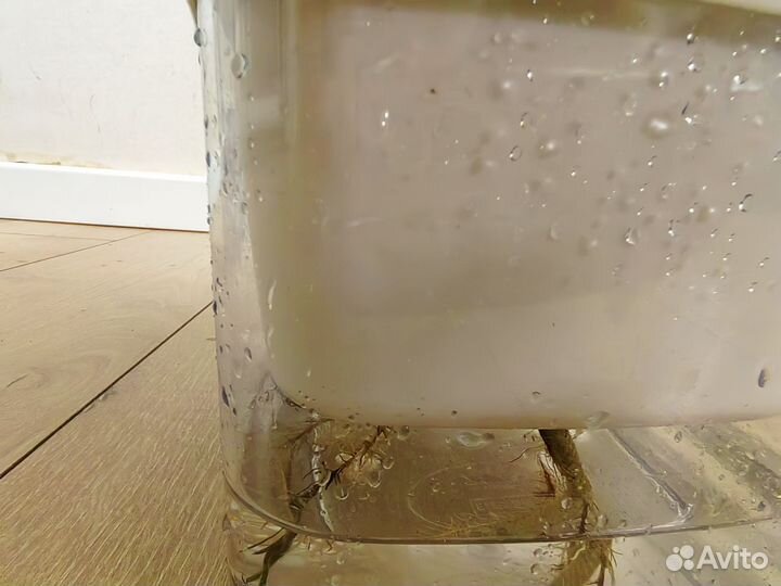 Калатея орбифолия