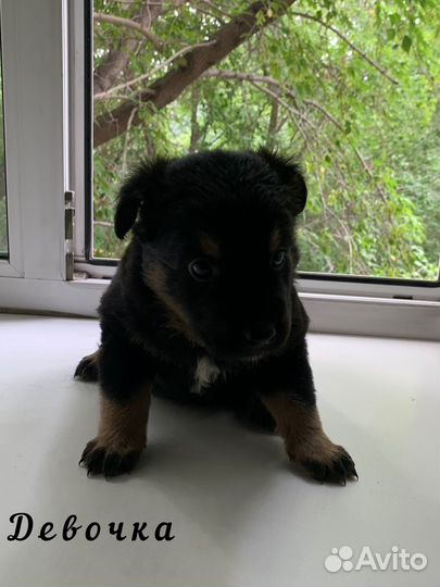 Щенки бесплатно