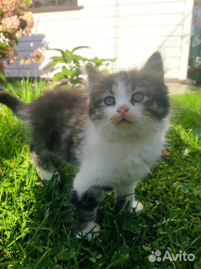 Котенок мальчик ищет дом