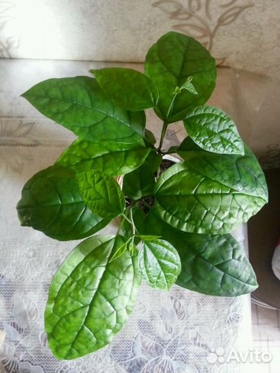 Клеродендрум госпожи Томпсона Мята домашняя