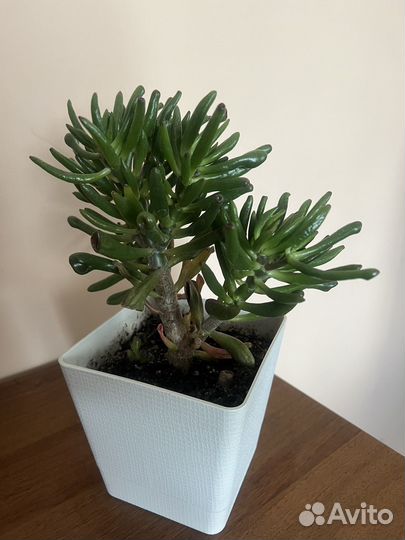 Крассула толстянка