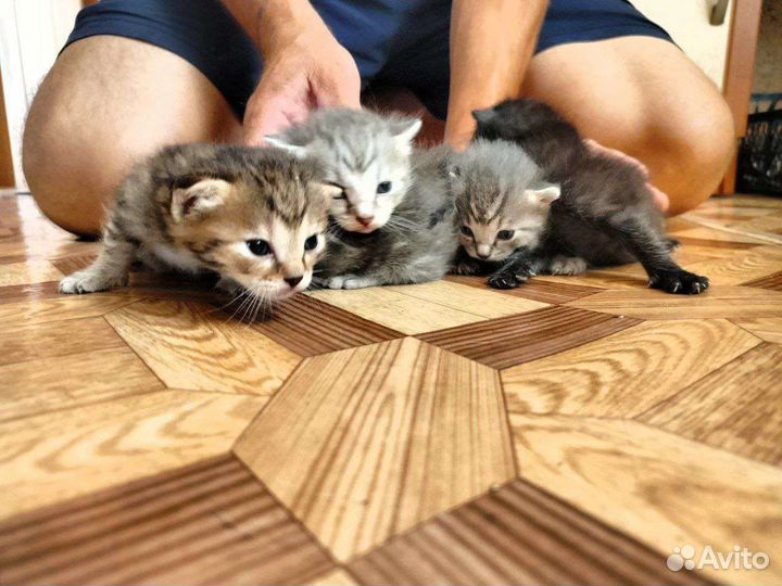 Отдам котят бесплатно