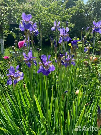 Продажа растений