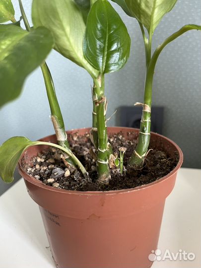 Диффенбахия камилла