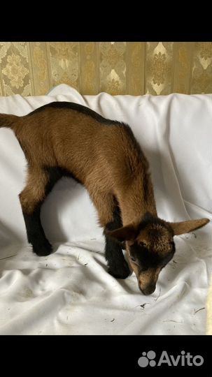 Чешский козлик